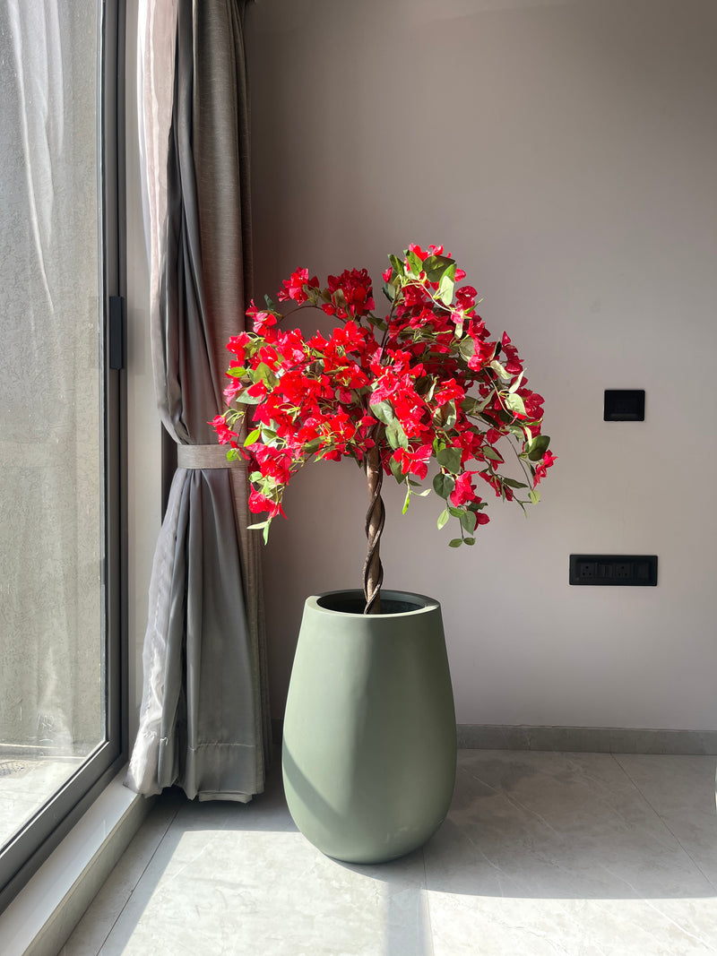 Radiant Bougainvillea - 4 Feet - ILAN INDIA
