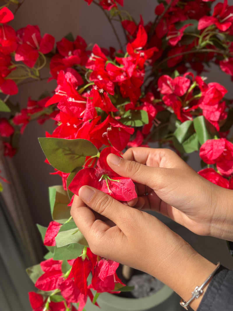 Radiant Bougainvillea - 4 Feet - ILAN INDIA